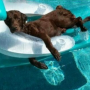강아지 여름 나기! 강아지 더위 식히는 방법!