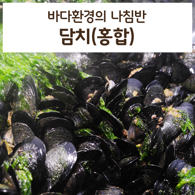 오염에 강한 담치(홍합)를 아시나요? : 네이버 블로그