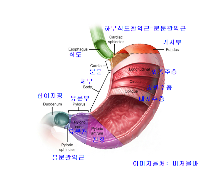 위의 국소 해부학 : 네이버 블로그