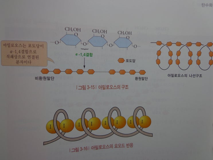 아밀로펙틴 구조