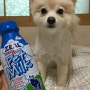 강아지 우유 : 질 펫 밀크를 좋아하는 비우!! 락토프리 제품이예요~