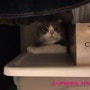 [스코티쉬폴드] 스코티쉬폴드 제리 고양이 데리고 해외가기 - 미국 생활기 및 여행기