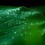7월 출사지 관곡지 연잎의 물방울