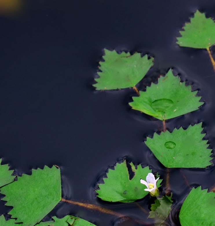 마름(Water chestnut) : 네이버 블로그