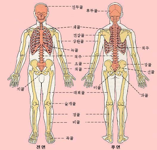 [인체해부학]인체 뼈구조 와 명칭 : 네이버 블로그