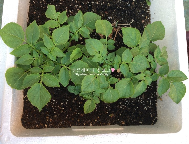 [싹난 감자 심기] 감자심기부터 수확까지 총 정리 : 네이버 블로그