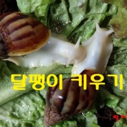 [취미] 애완용 식용 달팽이 키우기!!!