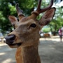 나라 사슴공원 방문기 [킨테츠 나라, 일본 나라현,오사카에서 나라,奈良公園]