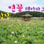 함안 연꽃테마파크