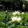 산책하기 좋은곳 울산선암호수공원