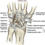 손목의 인대에 대하여 (Wrist Ligaments)