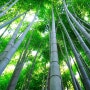 Bamboo groves, Arashiyama