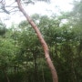 용트림하는 붉은 소나무
