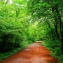 [국내여행사진] 비 내리는 제주도 사려니숲(추천여행지) by 포토그래퍼 원종호