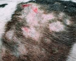 개 세균성 피부염 : Canine Bacterial Pyoderma : 네이버 블로그