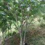 다양한 크기의 무환자나무 및 무환자나무 묘목 예약을 받습니다.