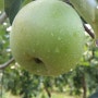 사과나무 염화칼슘 살포