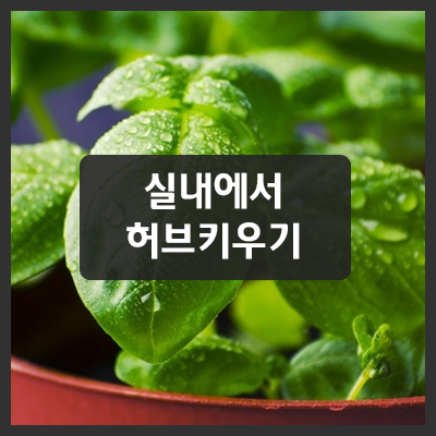 실내에서 허브키우기 성공하는 방법 : 네이버 블로그