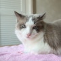 흰 털 고양이(강아지) 목욕 - DAWN 세제, 냥빨의 날