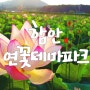 [함안 가볼만한곳] 함안 연꽃테마파크