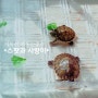 거북이 키우는중:) 스팟과 사랑이를 소개합니다.^^