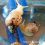 달팽이 성장 과정-1 (부화 직후부터 3개월까지)