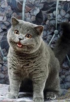 브리티시 숏헤어 (british shorthair cat) 의 특징과 위험 질병에 대해서 알아보겠습니다. (고양이/종류/유전병/위험질병/희귀고양이/종특이성) : 네이버 블로그