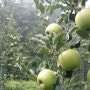 아오리 사과 수확