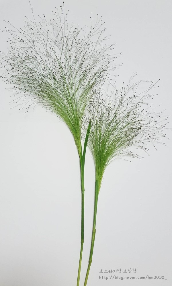 페니쿰(Panicum) = 미국개기장(Fall panicum) : 네이버 블로그