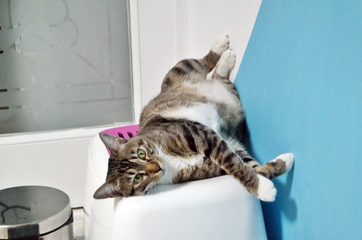 대형 고양이 화장실 크기에 대한 고찰 (feat. 쿠키의 노상방뇨) : 네이버 블로그
