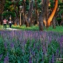 경주 가볼만한곳 황성공원 맥문동 산책로