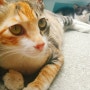 길고양이TNR중성화수술 고양이보호협회 든든하네요 :)