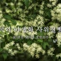 한국의 야생화 사위질빵 꽃