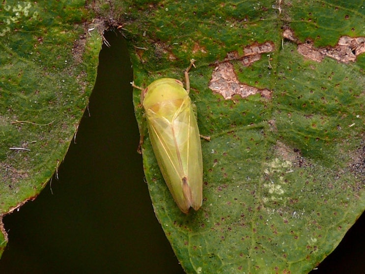 Batracomorphus sp. : 네이버 블로그