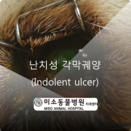 부산 강아지 난치성 각막 궤양, 자발성 만성 각막 상피 결함(Indolent ulcer, SCCED)