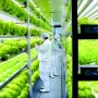 일본, 확대일로에 있는 식물공장