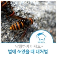 벌에 쏘였을 때 대처법 알려드릴게요!