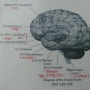 뇌 속으로 떠나는 여행 9 - 뇌, 하나님 설계의 비밀