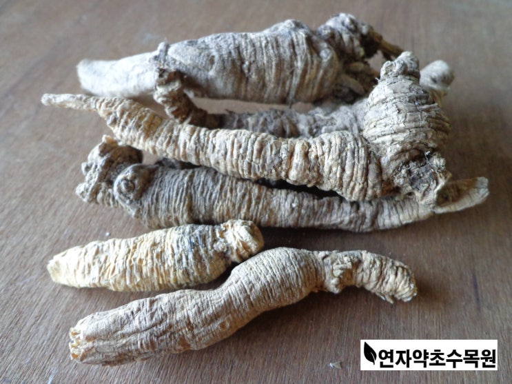 호박과 함께 먹으면 좋은 잔대(제니/사삼) 효능 : 네이버 블로그