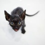 고양이 목욕시키는 법 :: 그루밍만 믿는 건 NO! 샤방하게 고양이 목욕시키기 [강동구 동물병원 / 로얄 서울동물메디컬센터]
