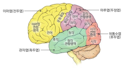 뇌의 구조, 기능 - 대뇌의 4개엽 : 네이버 블로그