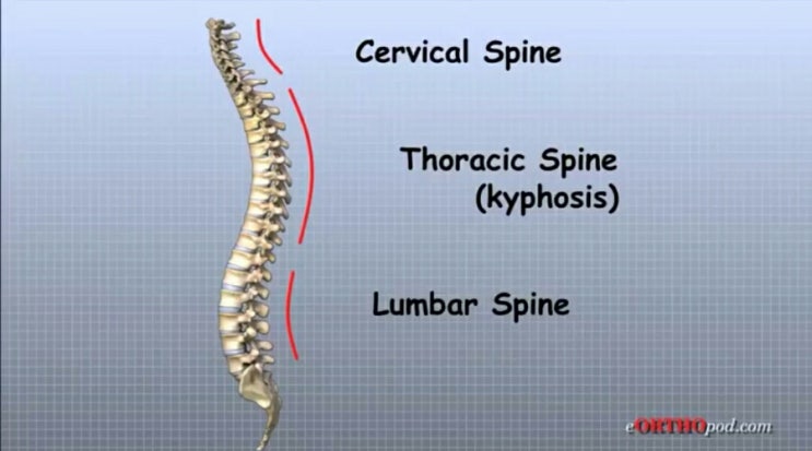 요추 해부학 lumbar anatomy : 네이버 블로그