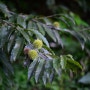 (꽃사진) 꼬리조팝나무