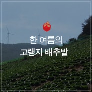 한여름의 고랭지 배추밭 (feat. 새로운김치)