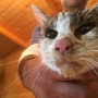 이탈리아 지진, 잔해 속에서 6일만에 구조된 고양이