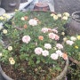 꽃말이야기4탄 다호디자인 우든펜공방