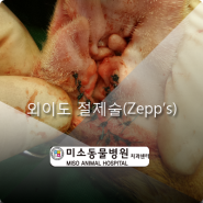 부산 강아지 고양이 외이도 적출술(Zepp procedure)
