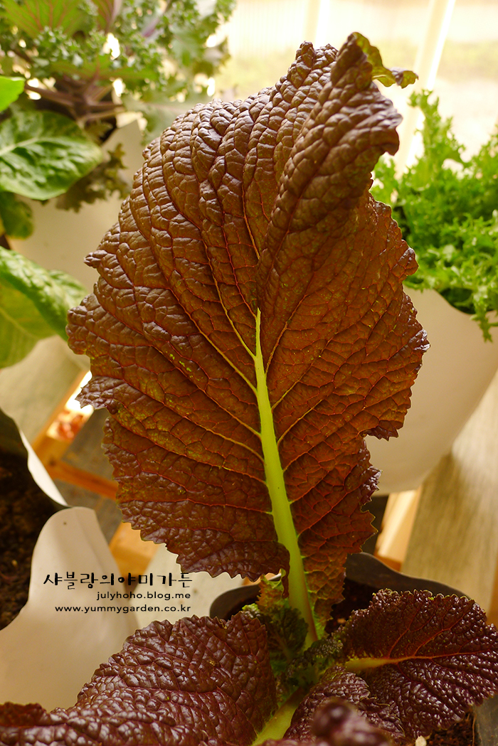 베란다텃밭 :: 집에서 적겨자 키우기 : 네이버 블로그