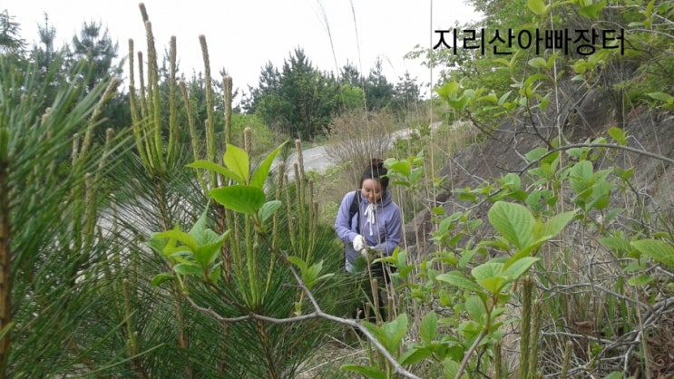 직접 담근 솔잎액기스 개봉입니다~솔잎액기스 만들기/솔잎액기스효능 참고하세요 : 네이버 블로그 직접 담근 솔잎액기스 개봉입니다~솔잎액기스 만들기/솔잎액기스효능 참고하세요 : 네이버 블로그