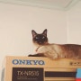 상자 위의 고양이